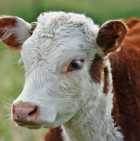 Hereford calf on pasture