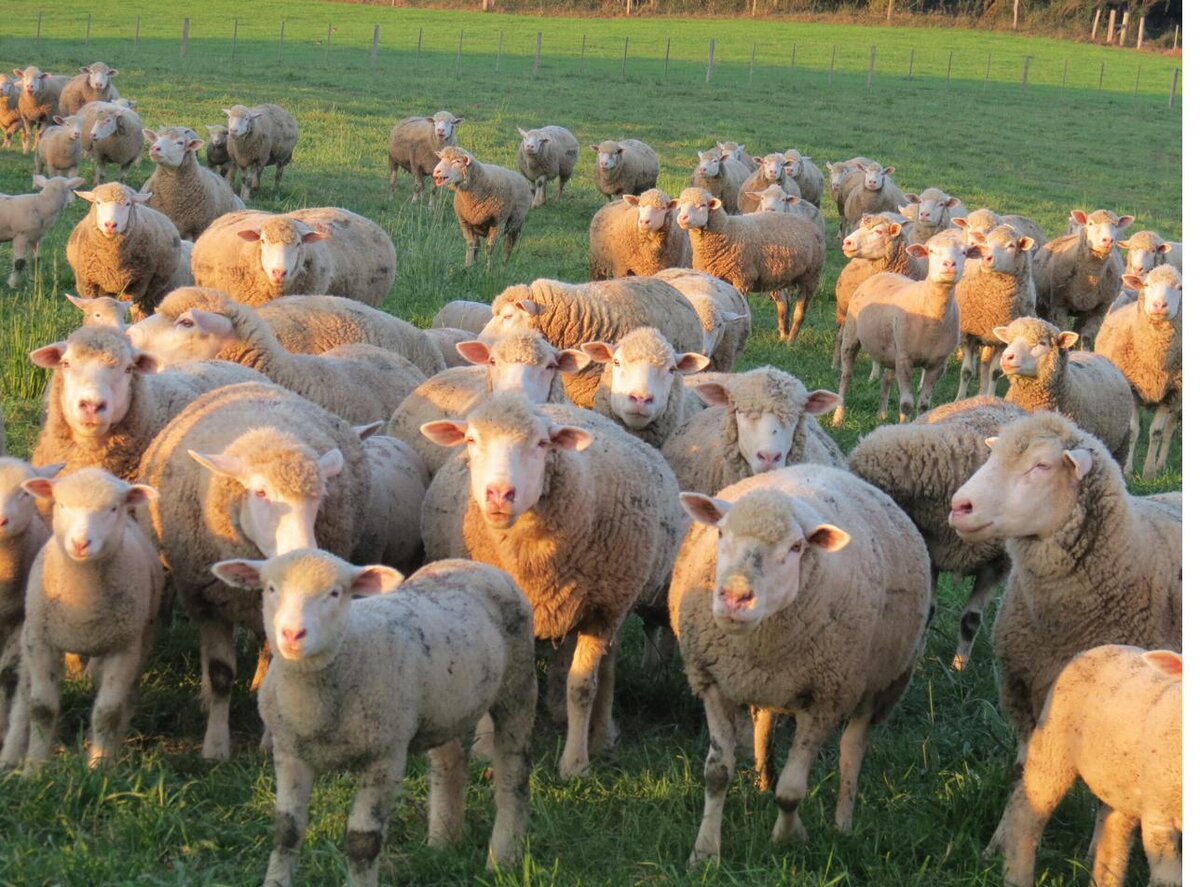 FullSet lamb flock on pasture